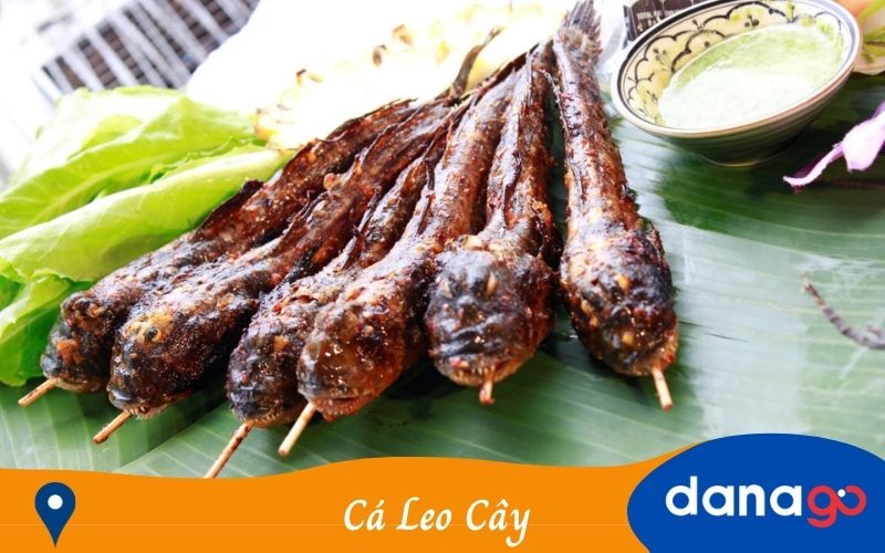 Cá Leo Cây - Cá Thòi Lòi Cá Leo Cây - Cá Thòi Lòi
