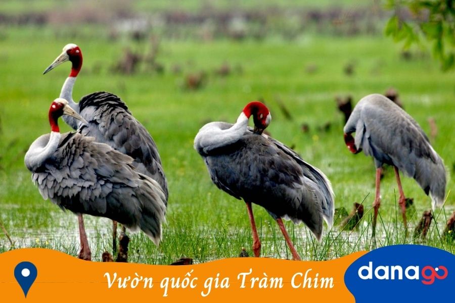vườn quốc gia Tràm Chim
