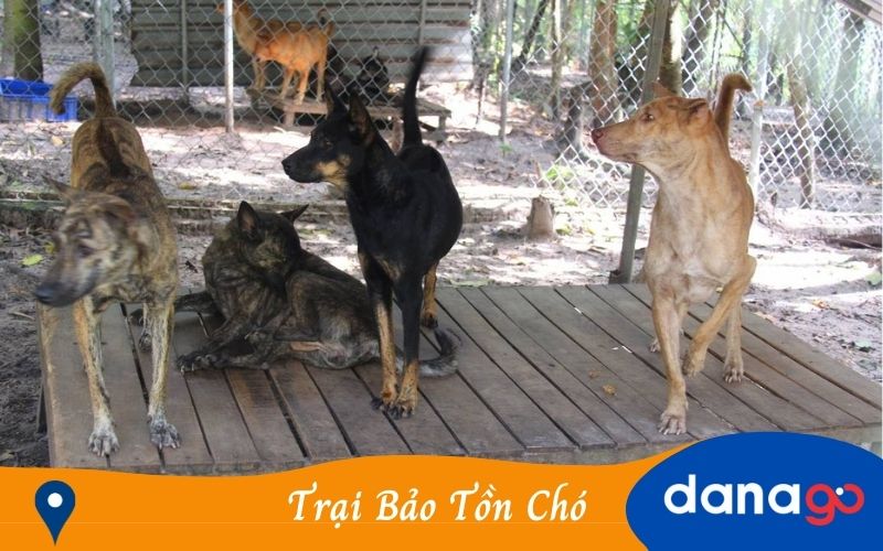 Trang trại bảo tồn chó xoáy Phú Quốc